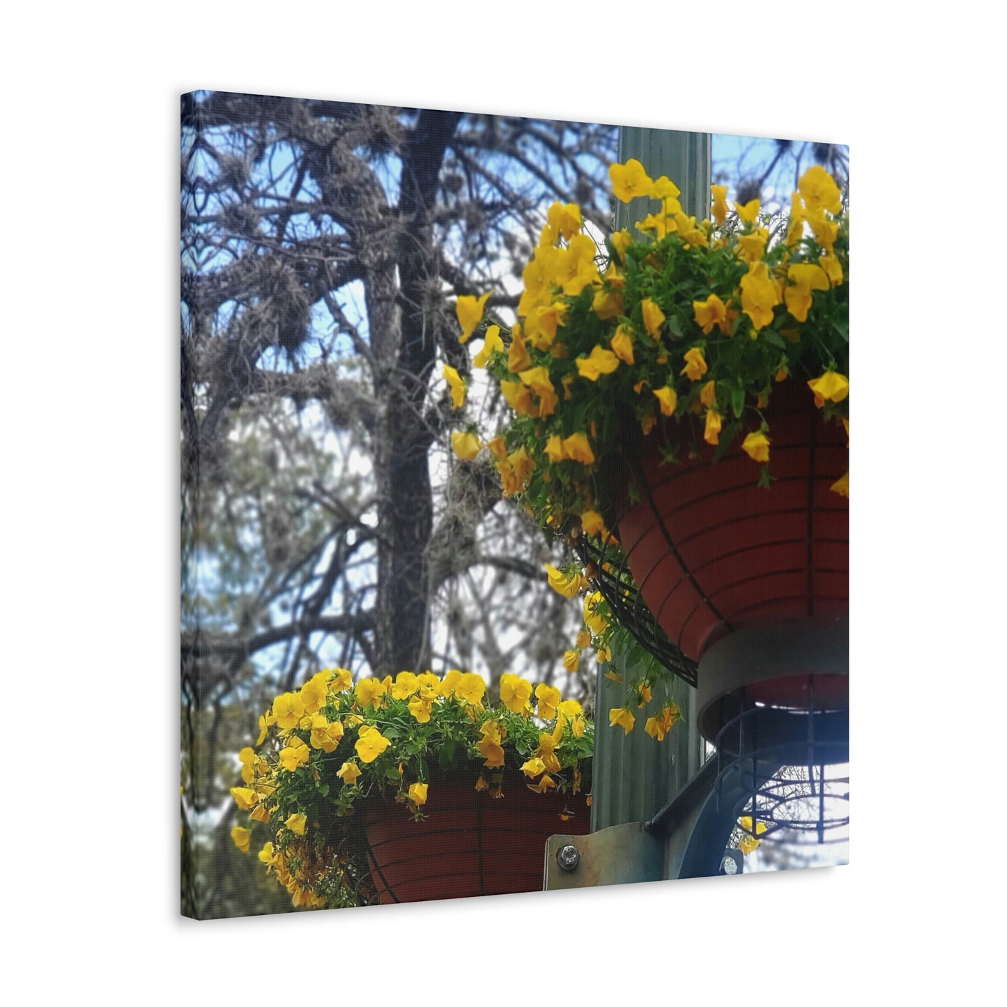 Yellow Pansies Downtown | Wall Art Canvas | High Bloom Collection | Life By Ortavia