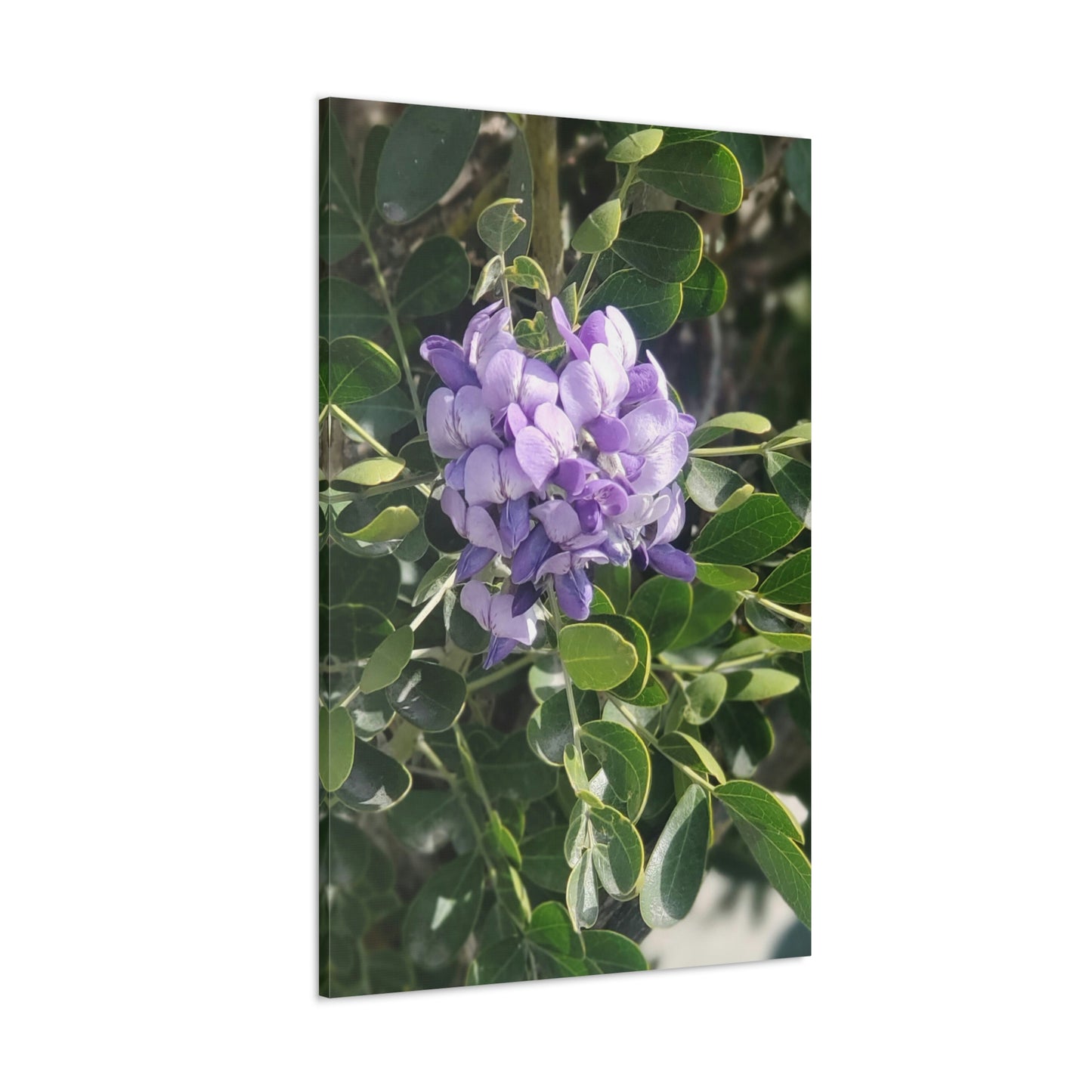 Purple Texas Mountain Laurel | Wall Art Canvas