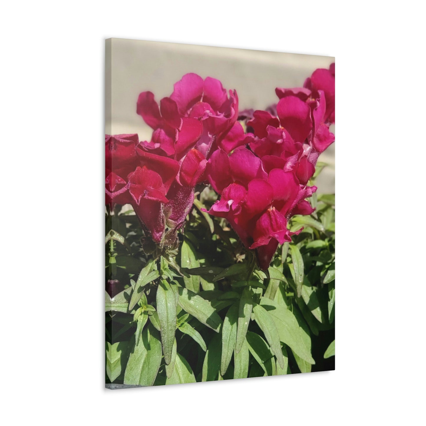 Magenta Snapdragon | Wall Art Canvas | High Bloom Collection | Life By Ortavia