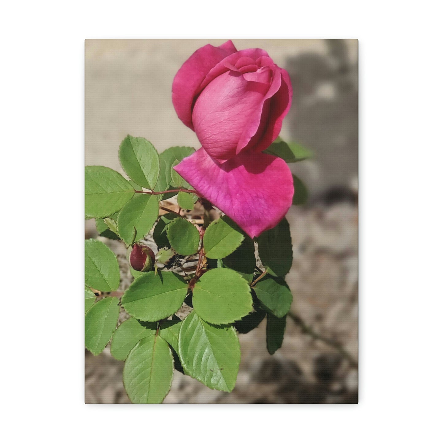 Dear Pink Rosa | High Bloom Collection | Canvas | Life By Ortavia