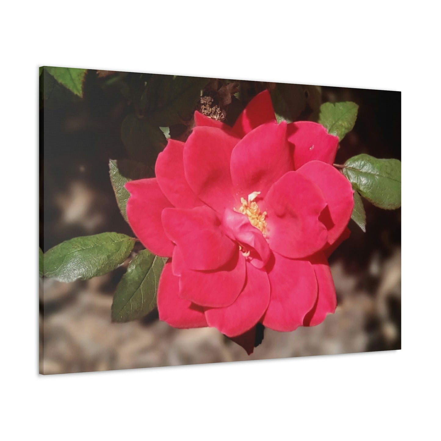 Knockout | Wall Art Print | High Bloom Collection | Life By Ortavia