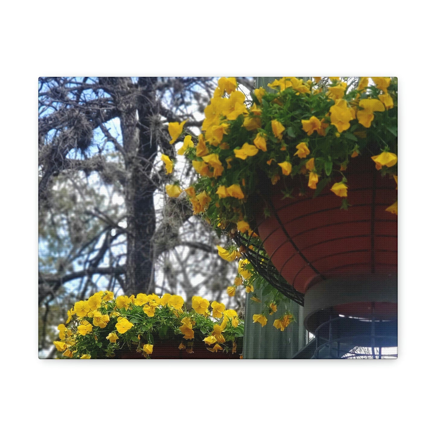 Yellow Pansies Downtown | Wall Art Canvas | High Bloom Collection | Life By Ortavia
