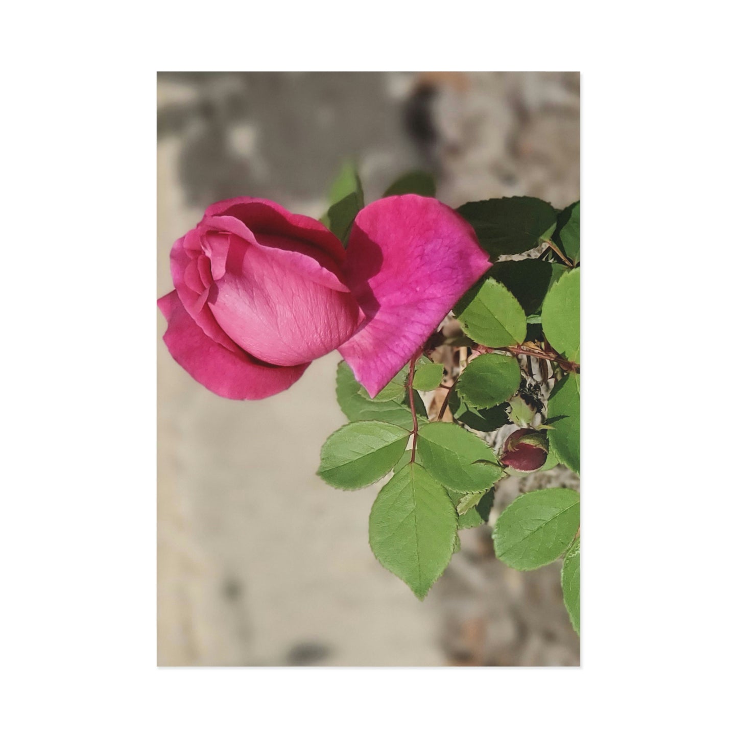 Dear Pink Rosa | Fine Art Postcards | 6'' x 4'' and 7'' x 5'' | High Bloom Collection | Life By Ortavia