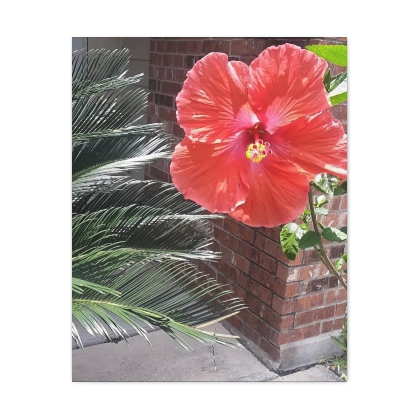 Art Prints & Wall Art, Gallery Canvas with Peach Hibiscus Flower