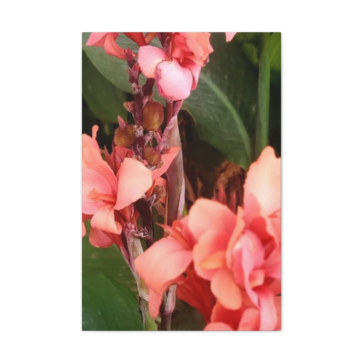 Art Prints & Wall Art, Canvas Gallery with Pink Canna Flower