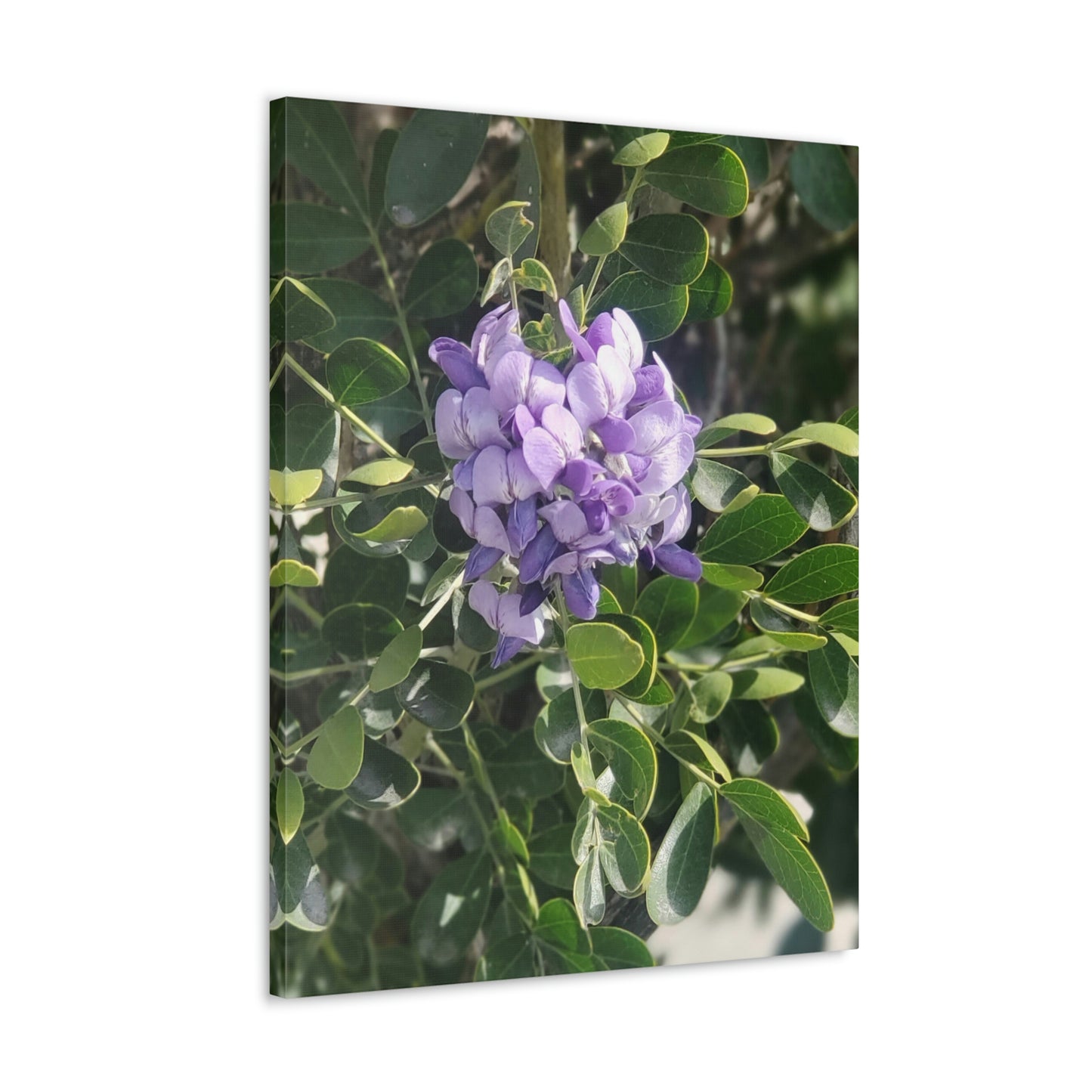 Purple Texas Mountain Laurel | Wall Art Canvas