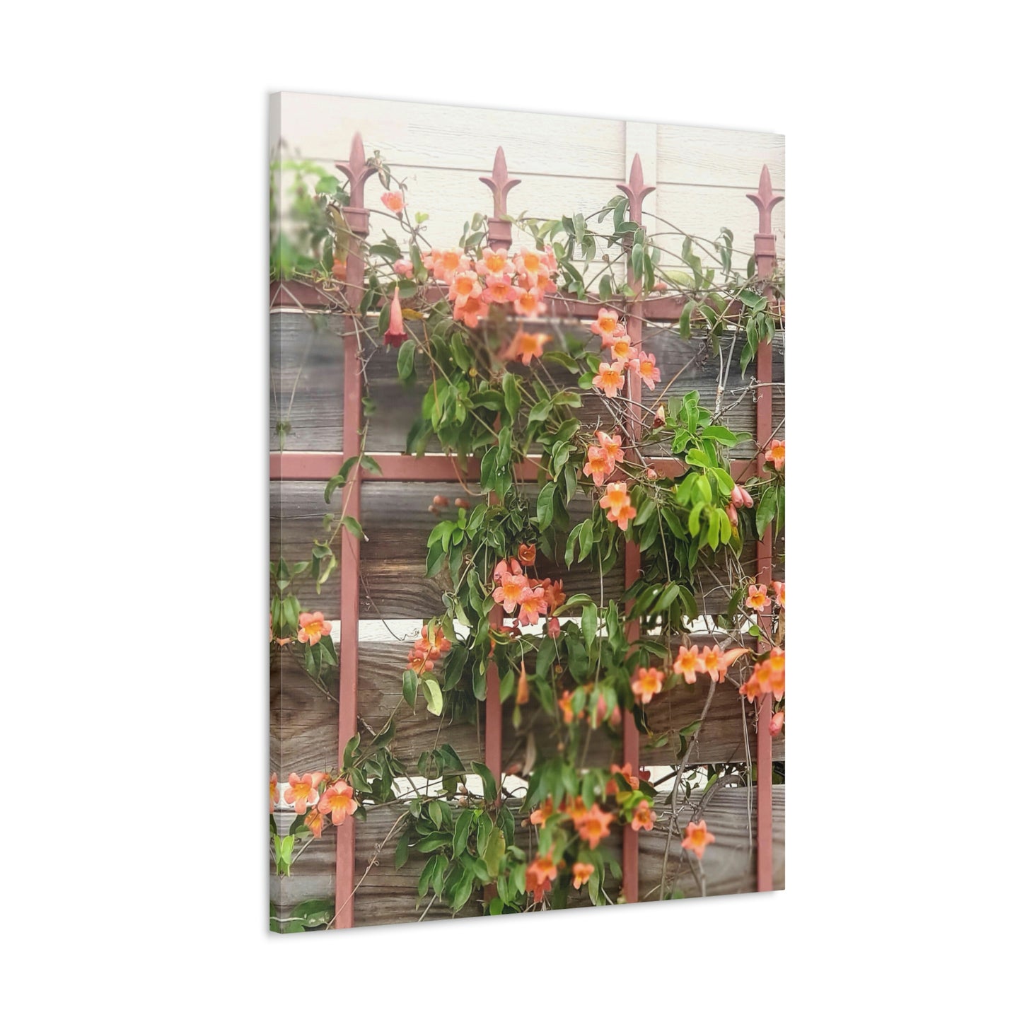 Flowers On A Rugged Fence | Wall Art Canvas | High Bloom Collection | Life By Ortavia