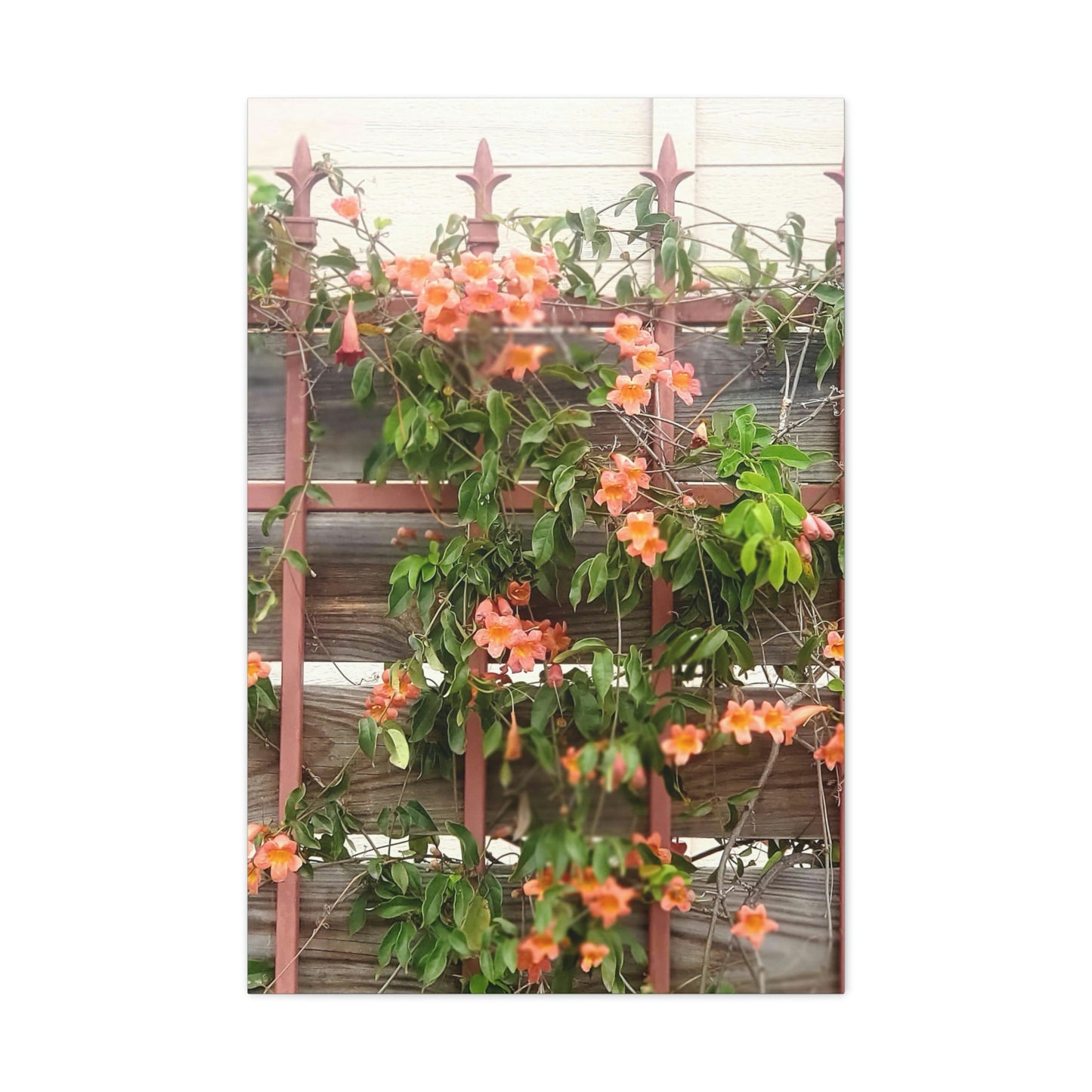 Flowers On A Rugged Fence | Wall Art Canvas | High Bloom Collection | Life By Ortavia