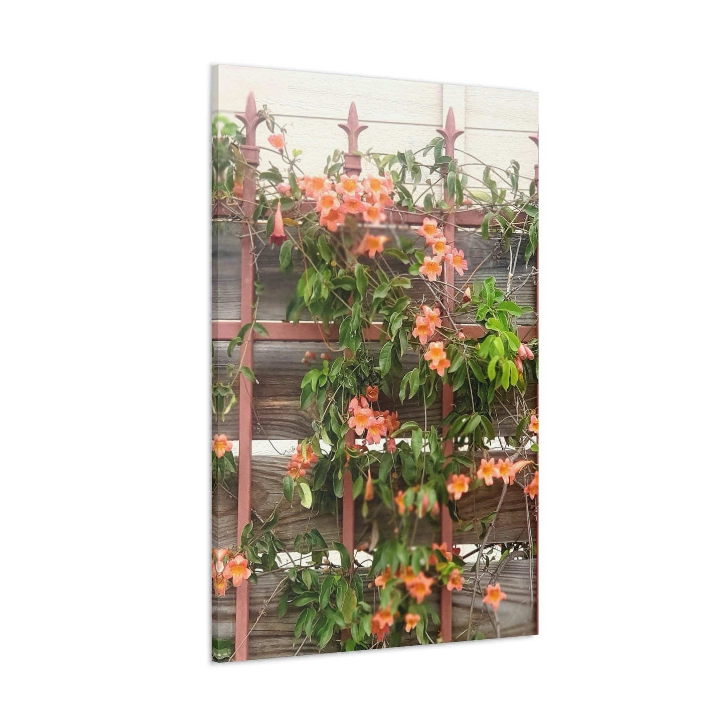Flowers On A Rugged Fence | Wall Art Canvas | High Bloom Collection | Life By Ortavia