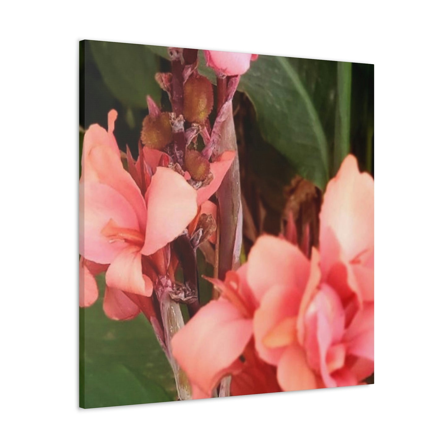 Art Prints & Wall Art, Canvas Gallery with Pink Canna Flower
