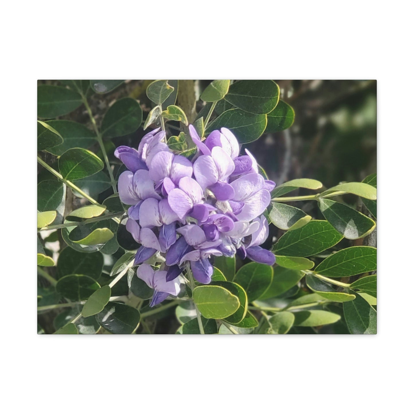 Purple Texas Mountain Laurel | Wall Art Canvas