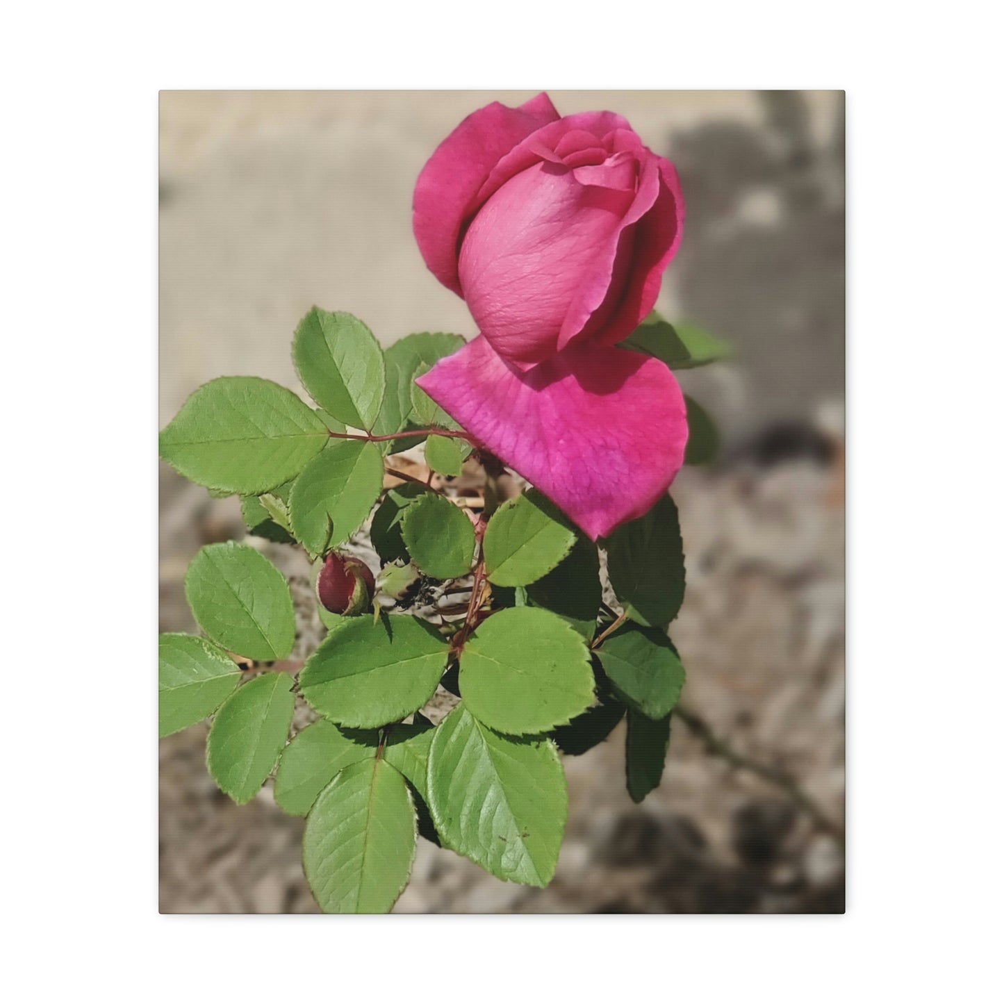 Dear Pink Rosa | High Bloom Collection | Canvas | Life By Ortavia