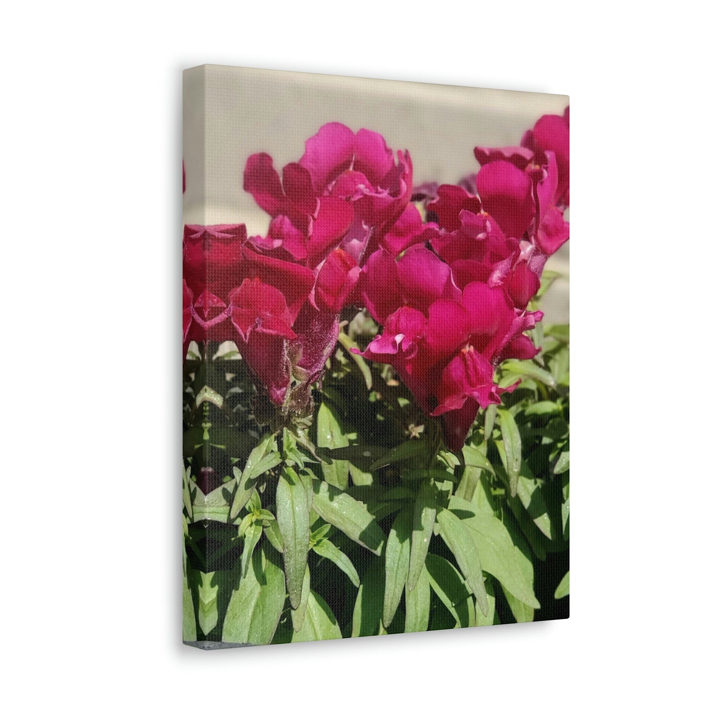 Magenta Snapdragon | Wall Art Canvas | High Bloom Collection | Life By Ortavia