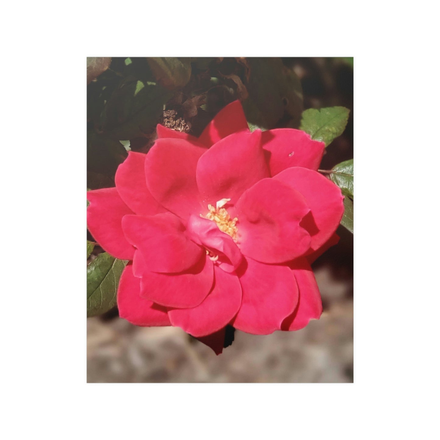 Knockout | Satin Posters (210gsm) | High Bloom Collection | Life By Ortavia