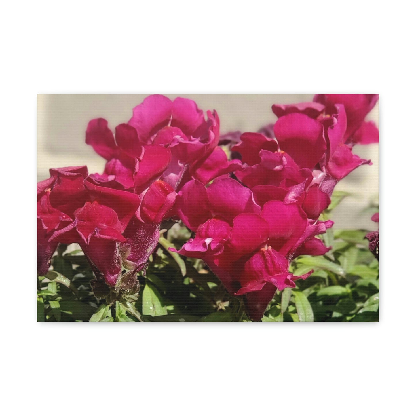 Magenta Snapdragon | Wall Art Canvas | High Bloom Collection | Life By Ortavia