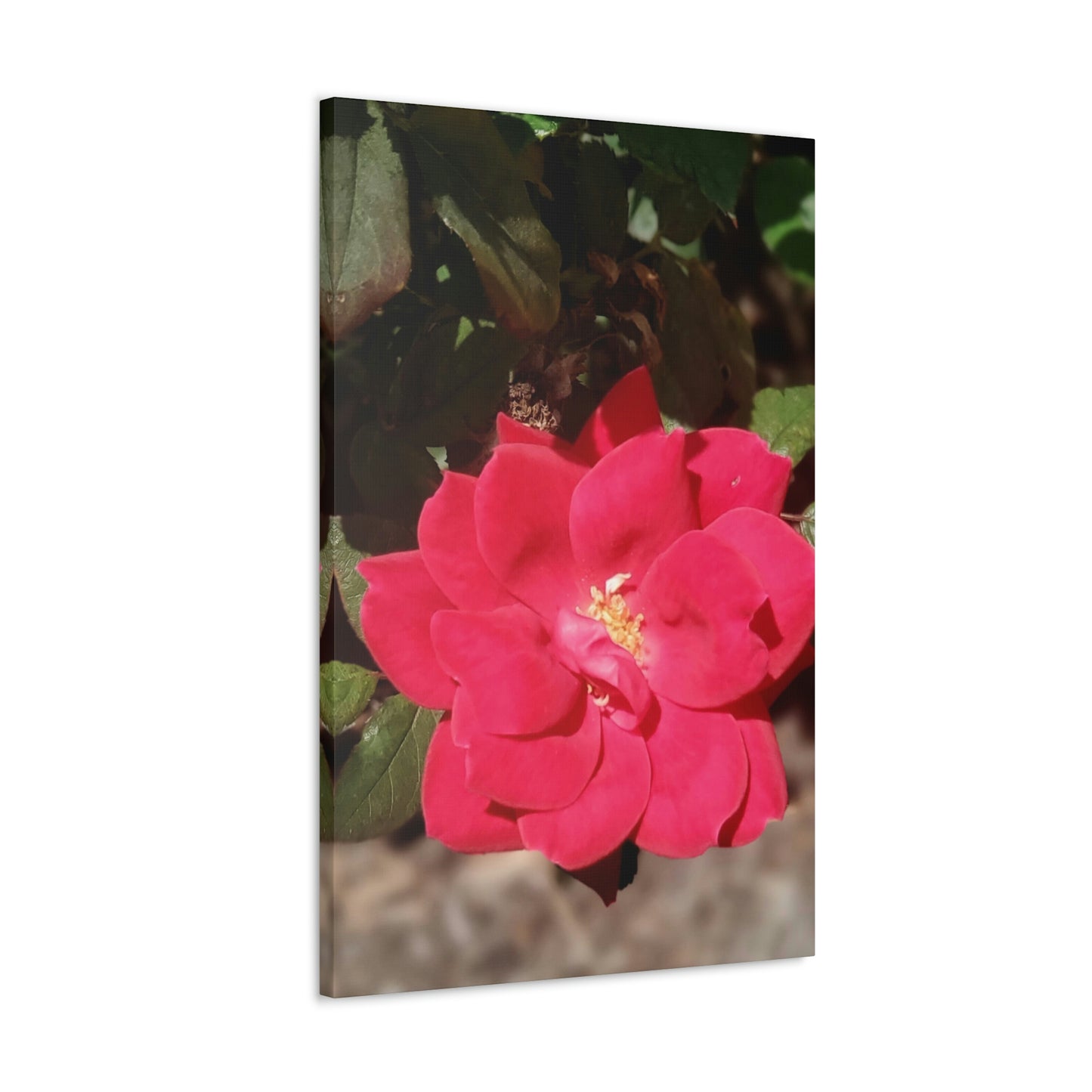 Knockout | Wall Art Print | High Bloom Collection | Life By Ortavia