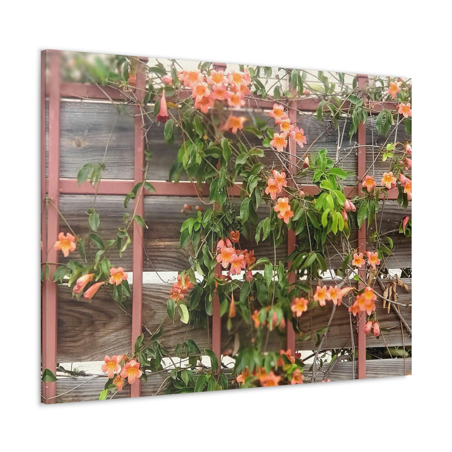 Flowers On A Rugged Fence | Wall Art Canvas | High Bloom Collection | Life By Ortavia