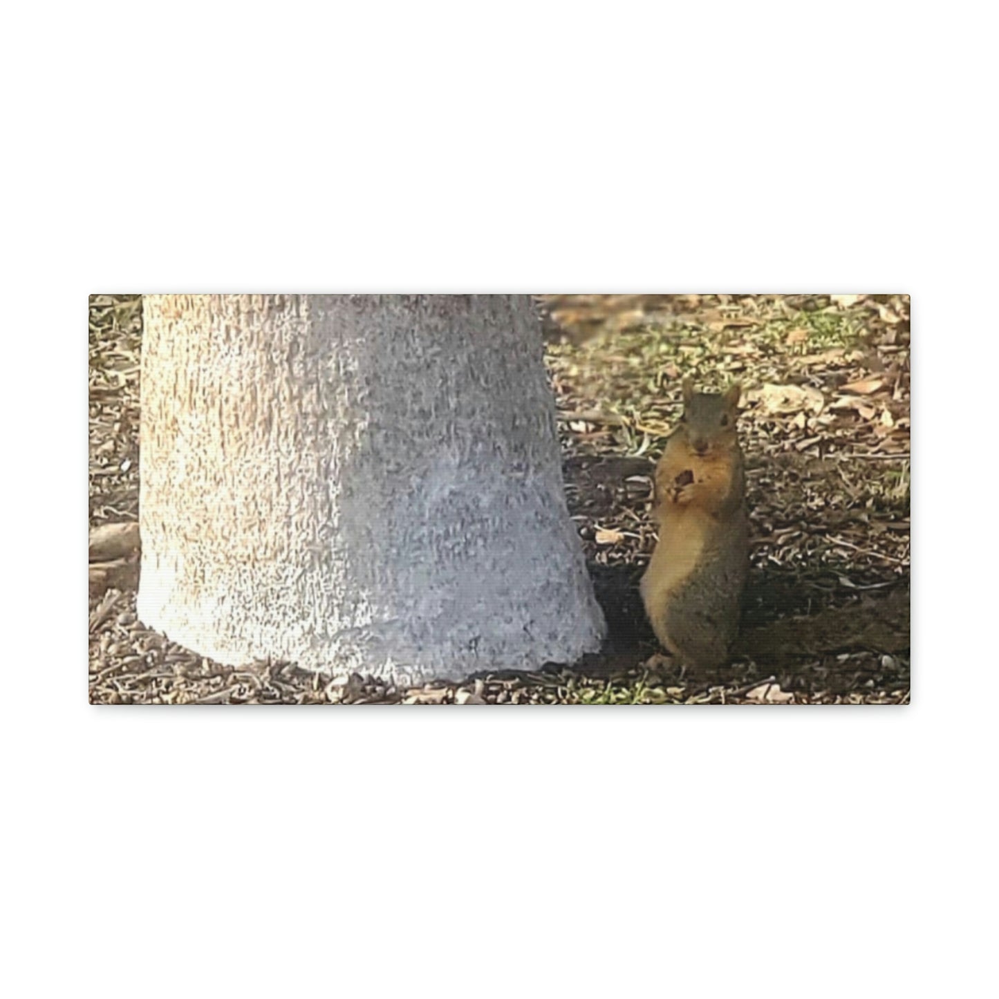 Squirrel and A Nut | Wall Art Print | Urban Geographic Collection | Life By Ortavia