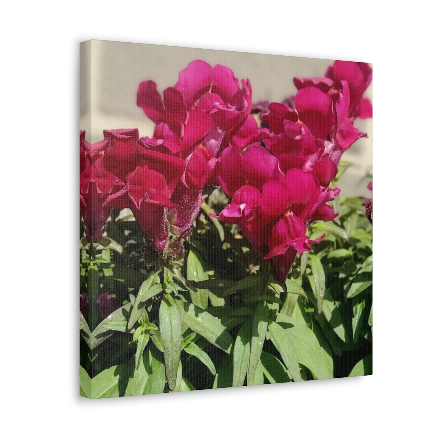 Magenta Snapdragon | Wall Art Canvas | High Bloom Collection | Life By Ortavia