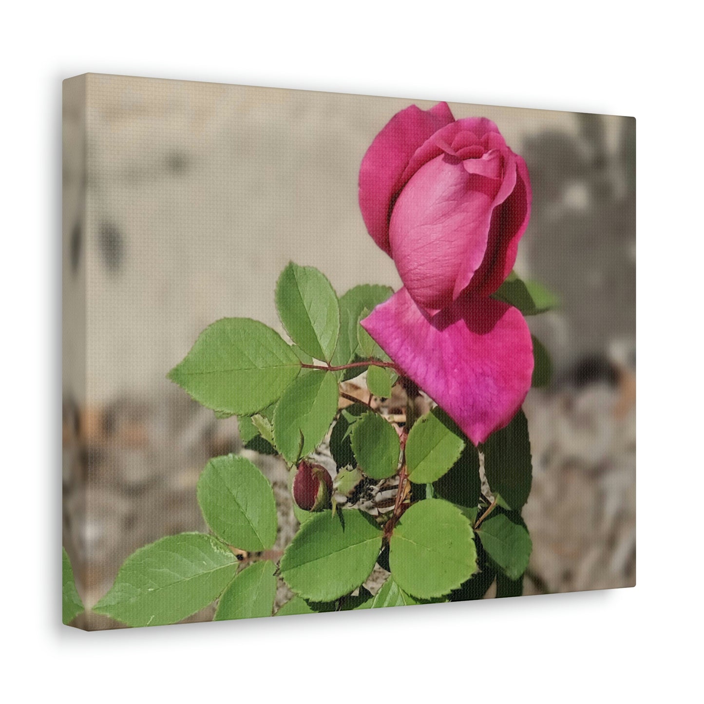 Dear Pink Rosa | High Bloom Collection | Canvas | Life By Ortavia