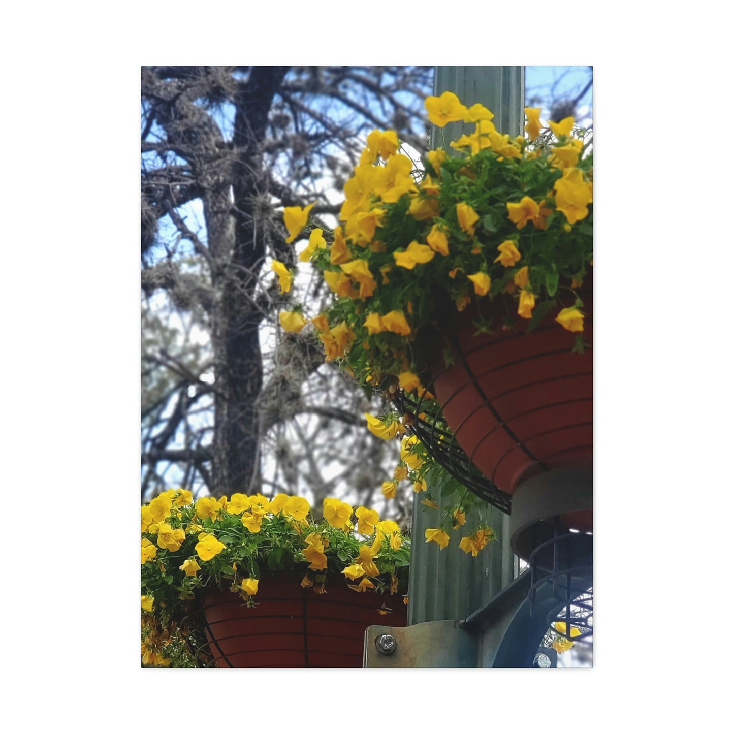 Yellow Pansies Downtown | Wall Art Canvas | High Bloom Collection | Life By Ortavia
