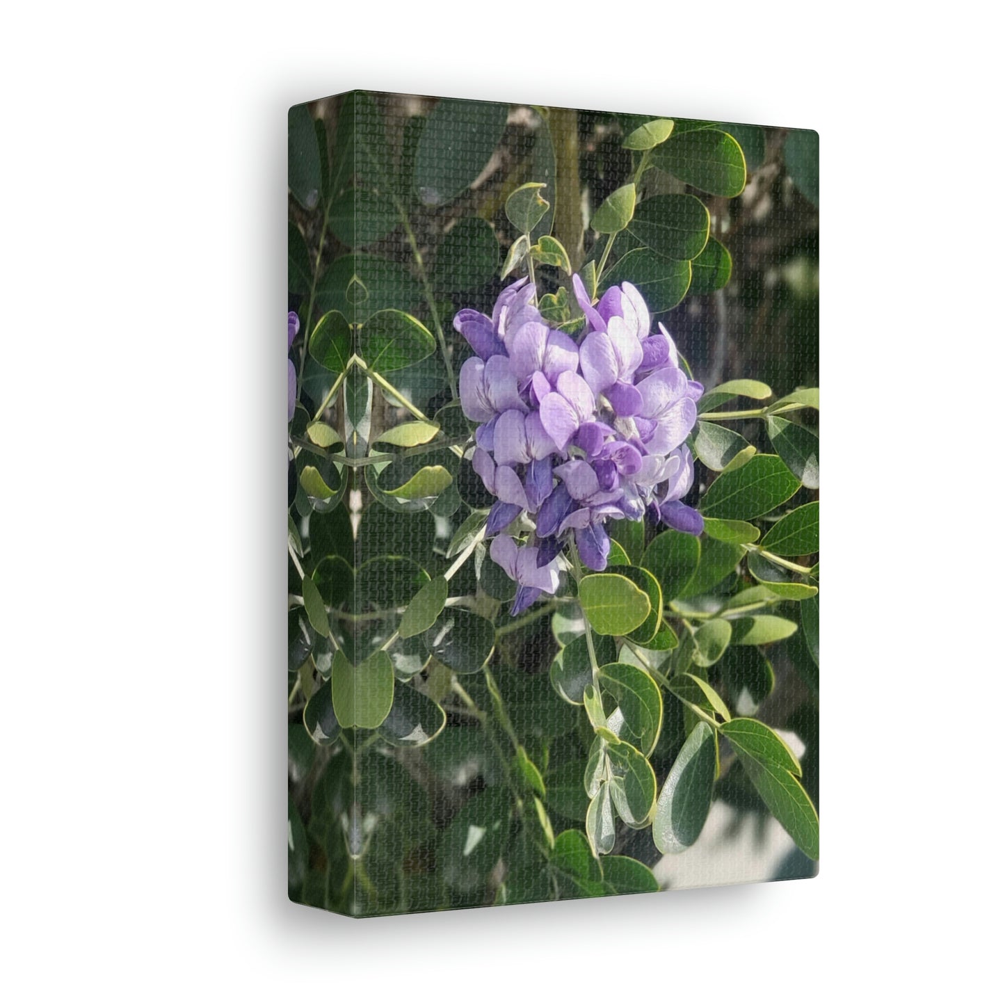 Purple Texas Mountain Laurel | Wall Art Canvas