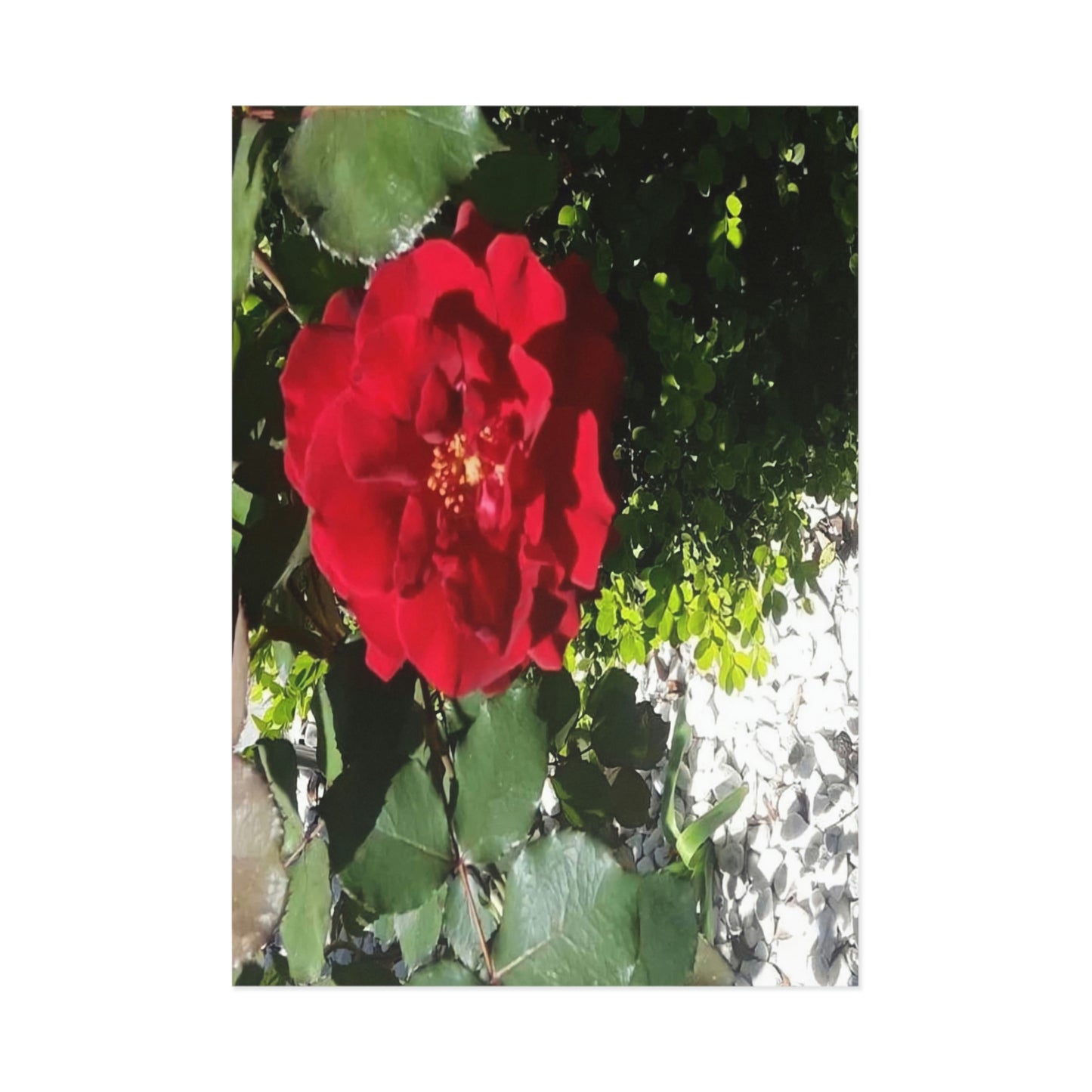 Europeana Red Rose Fine Art Postcards