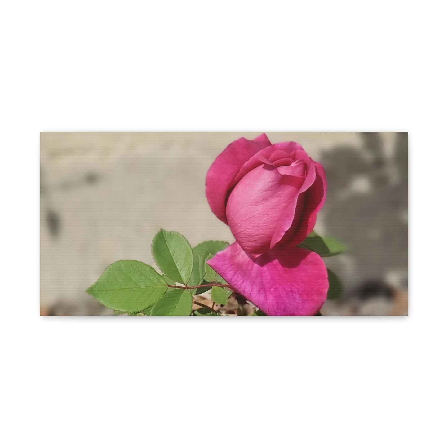 Dear Pink Rosa | High Bloom Collection | Canvas | Life By Ortavia