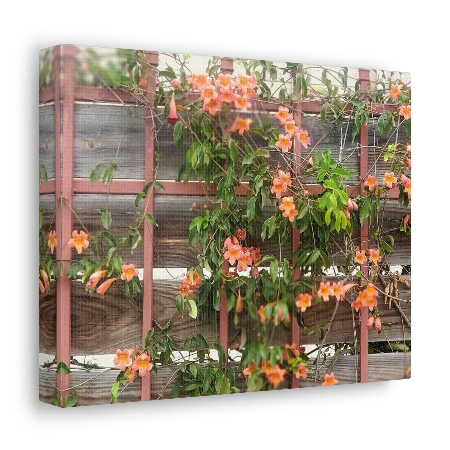 Flowers On A Rugged Fence | Wall Art Canvas | High Bloom Collection | Life By Ortavia