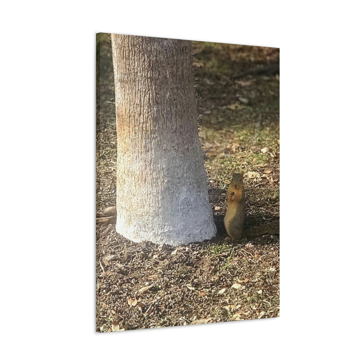 Squirrel and A Nut | Wall Art Print | Urban Geographic Collection | Life By Ortavia
