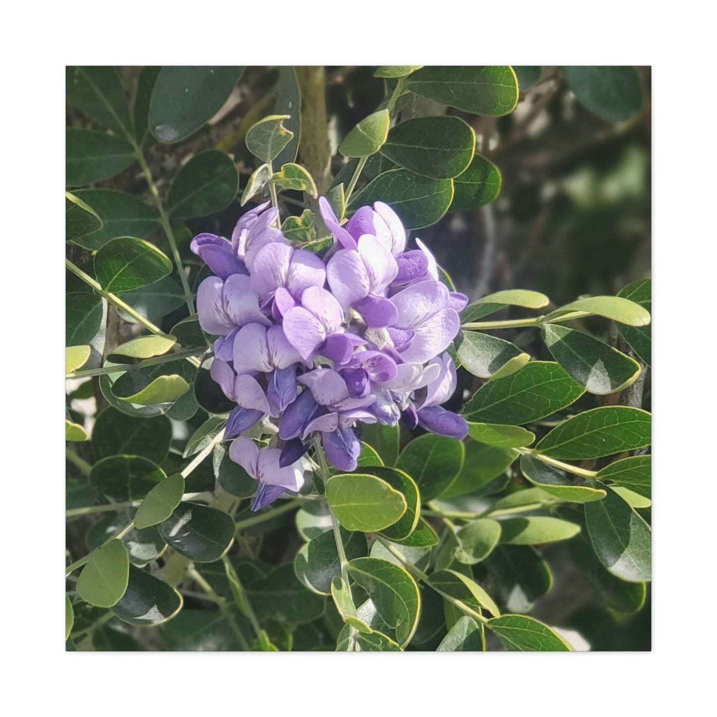 Purple Texas Mountain Laurel | Wall Art Canvas