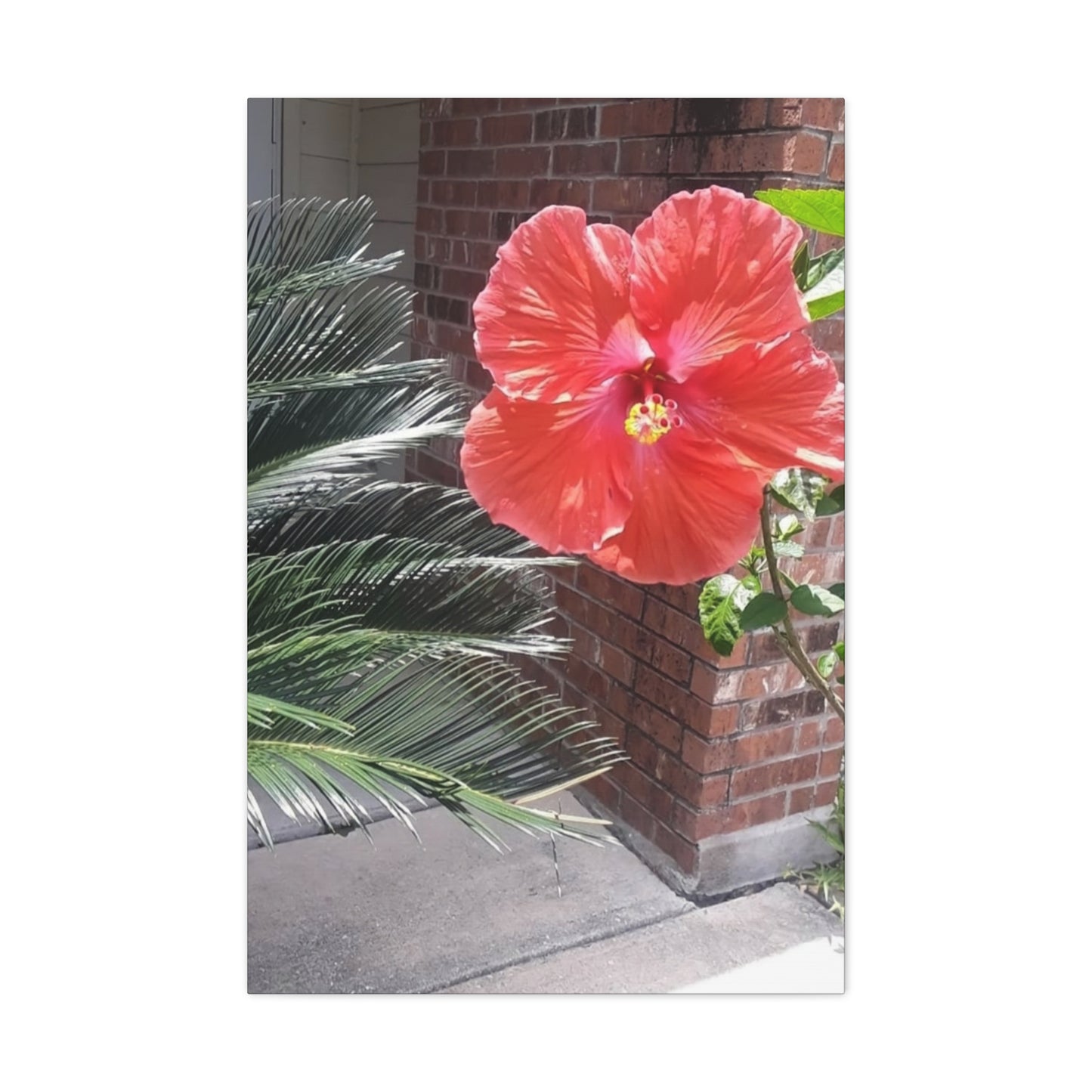 Art Prints & Wall Art, Gallery Canvas with Peach Hibiscus Flower