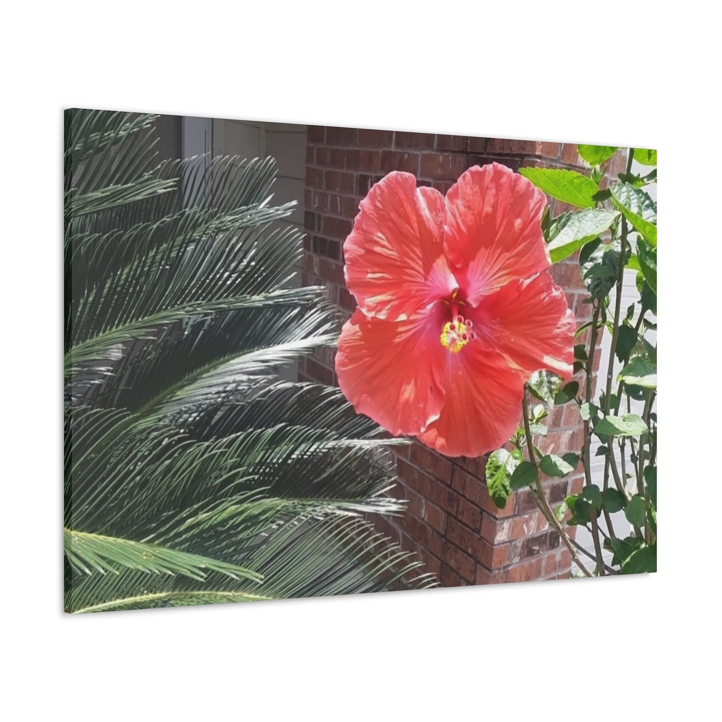 Art Prints & Wall Art, Gallery Canvas with Peach Hibiscus Flower