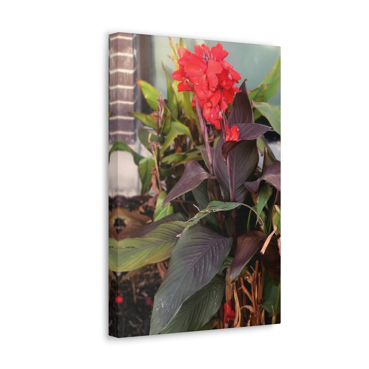 Red Canna | High Bloom Collection | Wall Art Print | Life By Ortavia