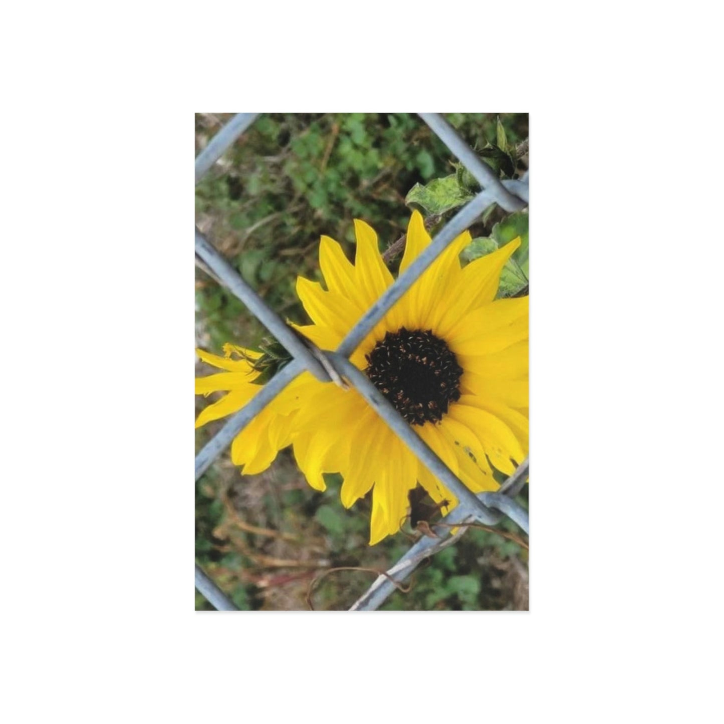 Sunflower Behind A Fence Fine Art Postcards