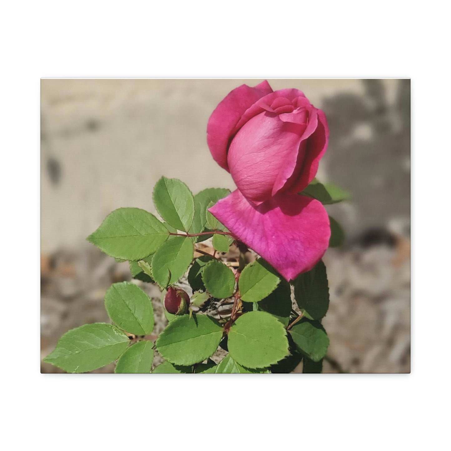 Dear Pink Rosa | High Bloom Collection | Canvas | Life By Ortavia