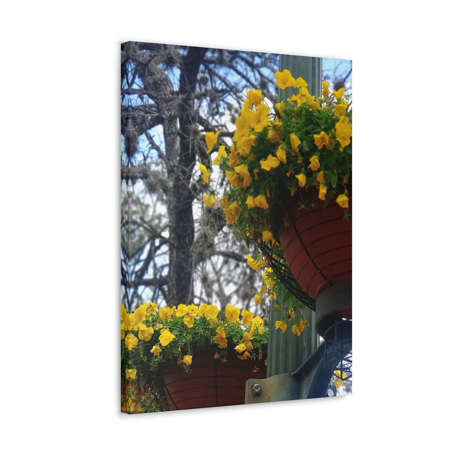 Yellow Pansies Downtown | Wall Art Canvas | High Bloom Collection | Life By Ortavia