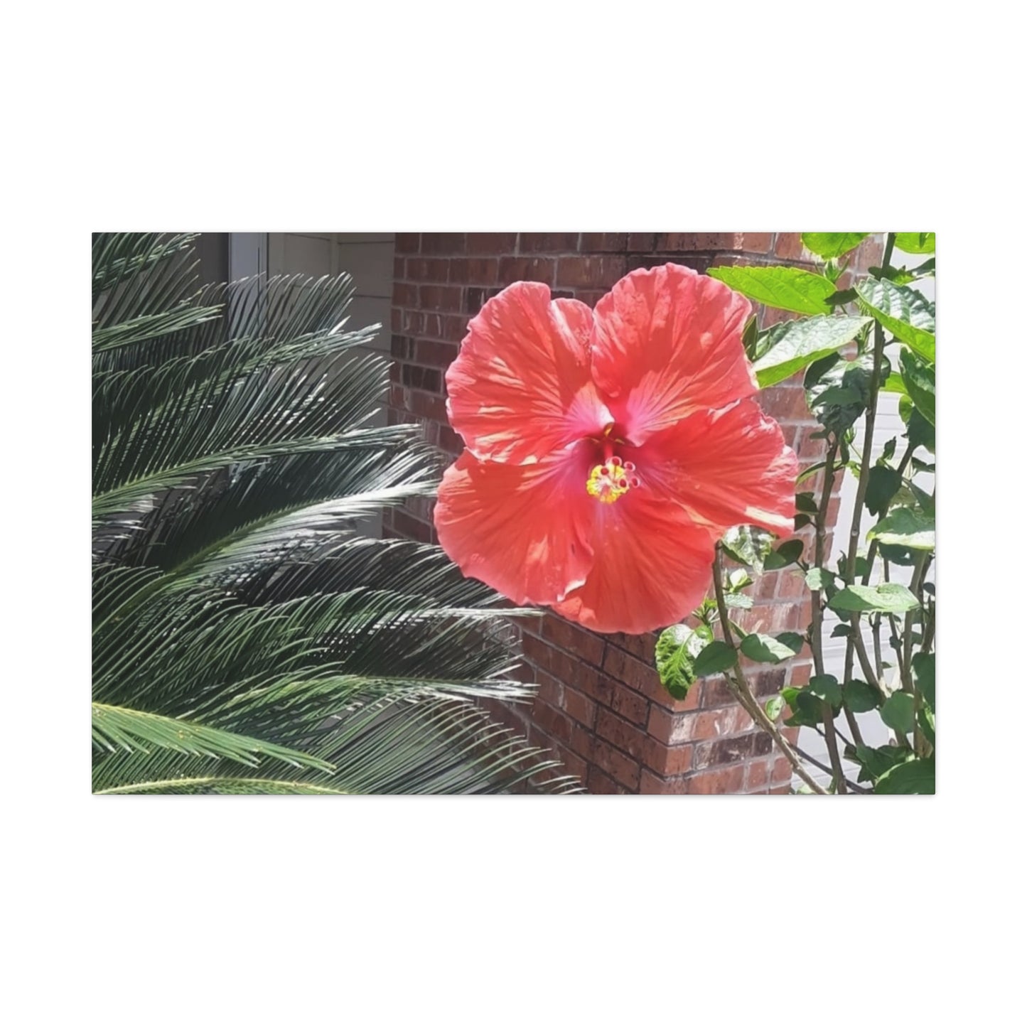 Art Prints & Wall Art, Gallery Canvas with Peach Hibiscus Flower