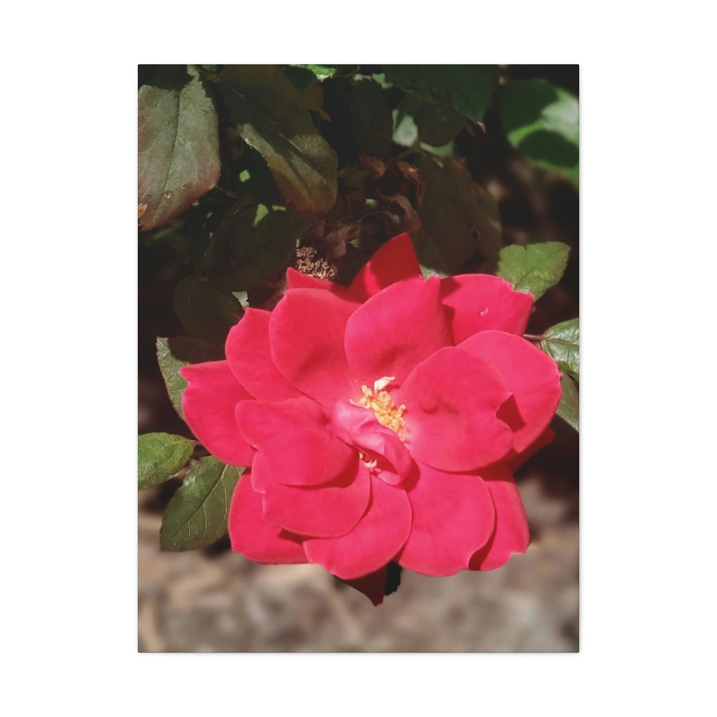 Knockout | Wall Art Print | High Bloom Collection | Life By Ortavia