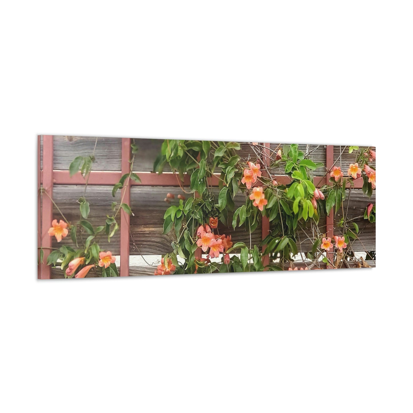 Flowers On A Rugged Fence | Wall Art Canvas | High Bloom Collection | Life By Ortavia