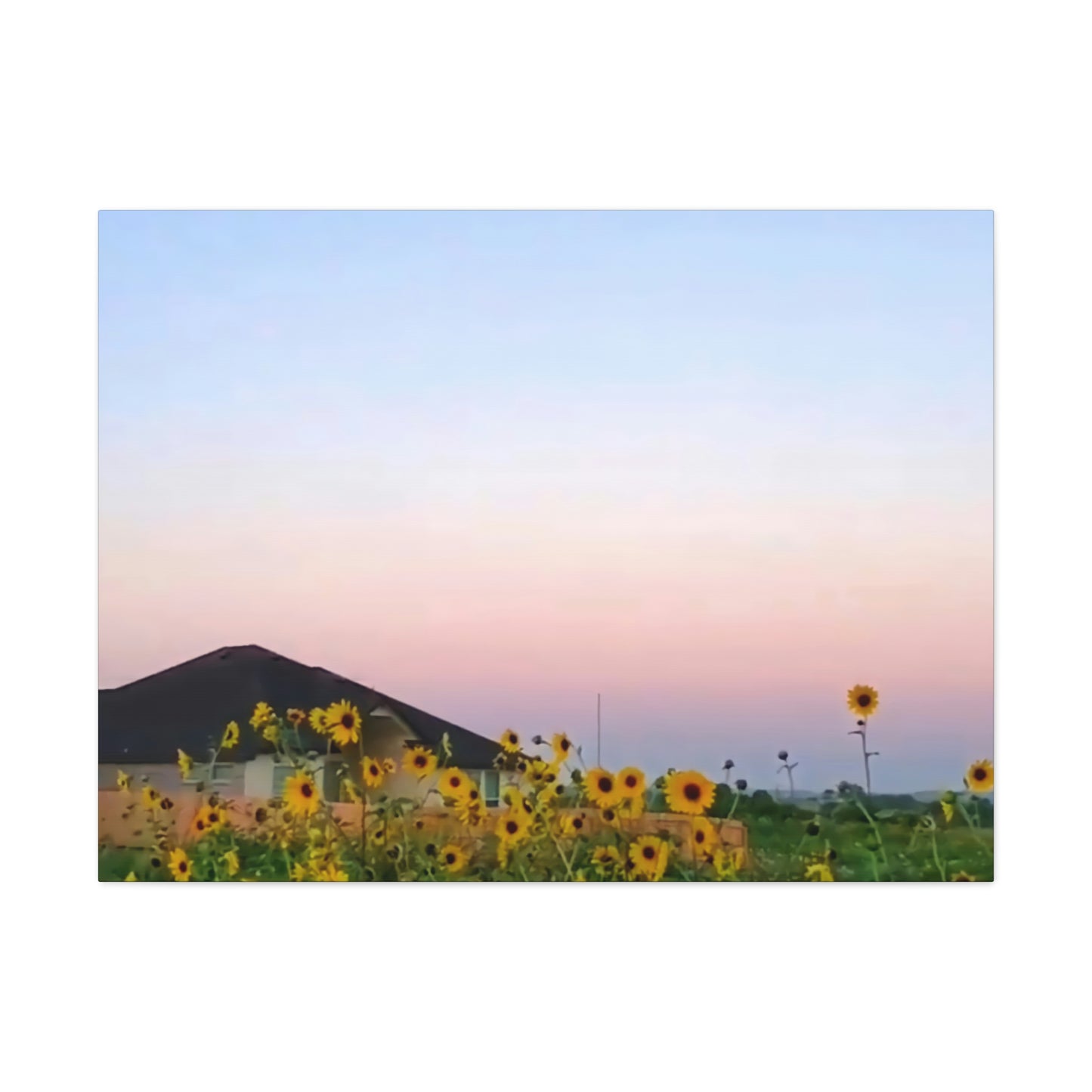 Sunflowers and a Rainbow Sky Canvas Gallery Wraps