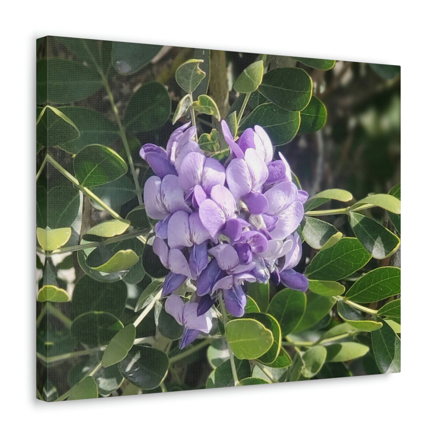 Purple Texas Mountain Laurel | Wall Art Canvas