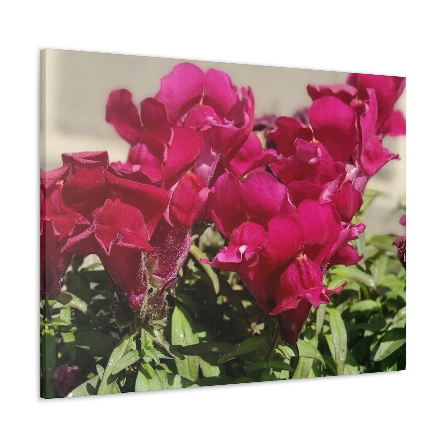 Magenta Snapdragon | Wall Art Canvas | High Bloom Collection | Life By Ortavia