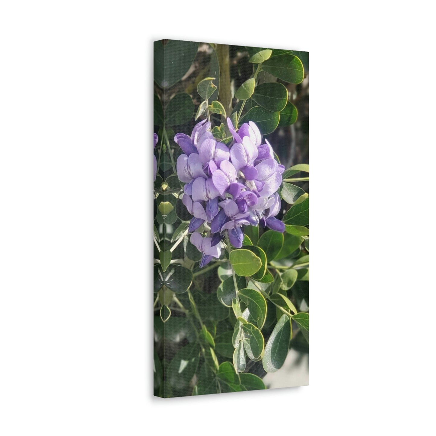 Purple Texas Mountain Laurel | Wall Art Canvas