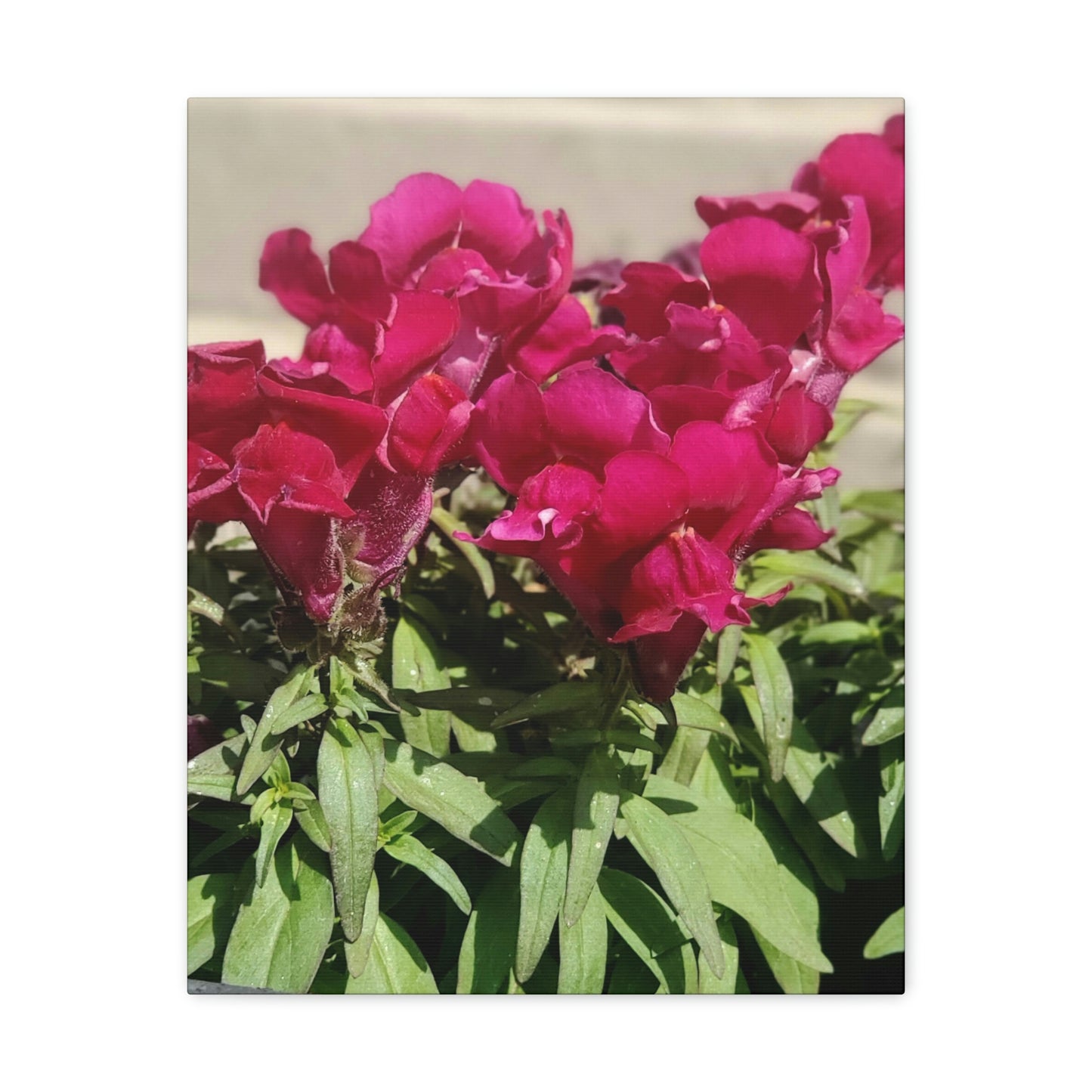 Magenta Snapdragon | Wall Art Canvas | High Bloom Collection | Life By Ortavia