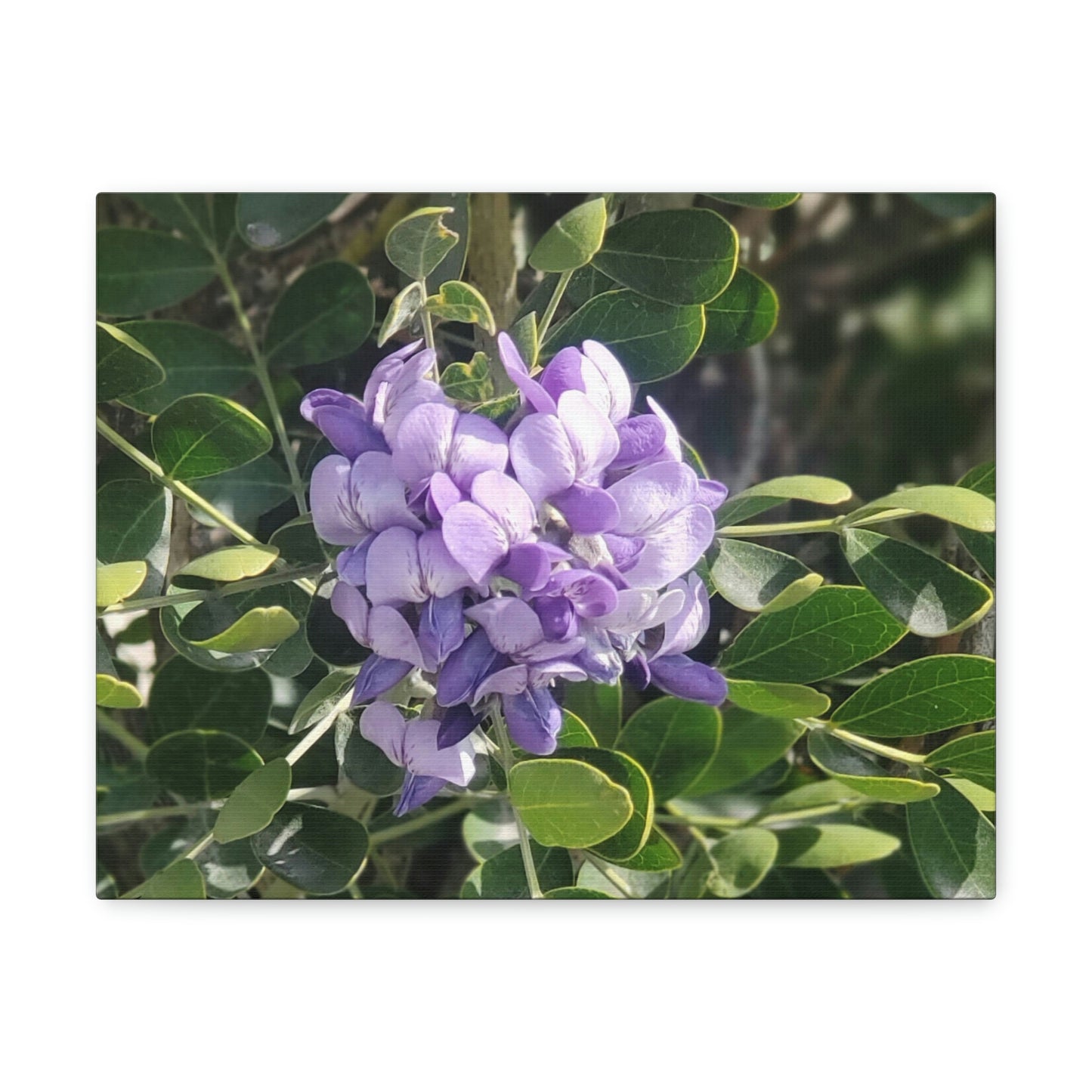 Purple Texas Mountain Laurel | Wall Art Canvas