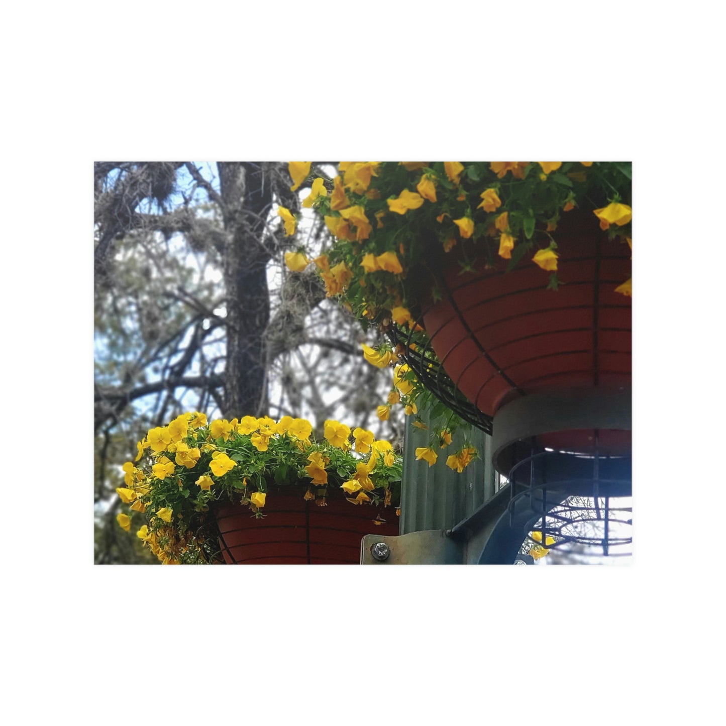 Yellow Pansies Downtown | Satin Posters (210gsm) | High Bloom Collection | Life By Ortavia