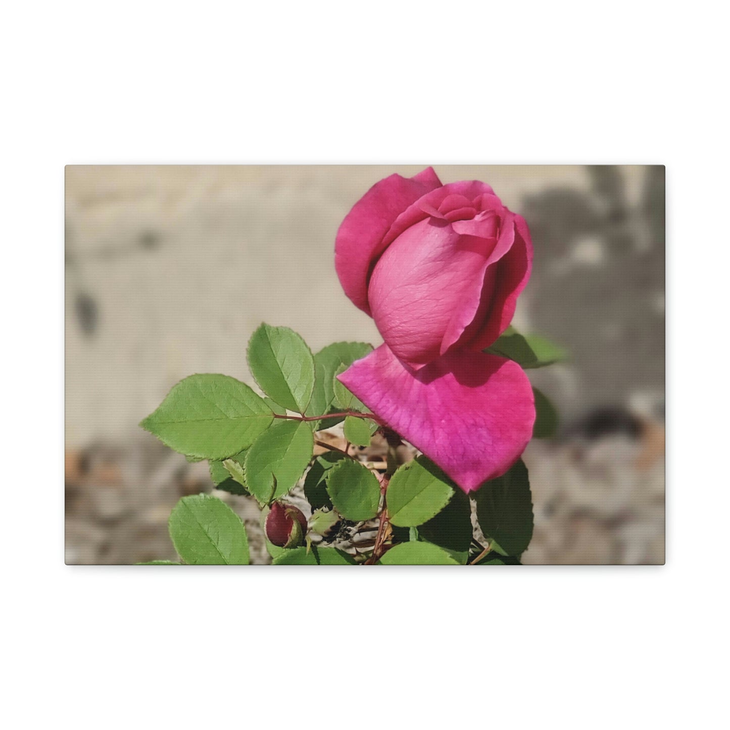 Dear Pink Rosa | High Bloom Collection | Canvas | Life By Ortavia