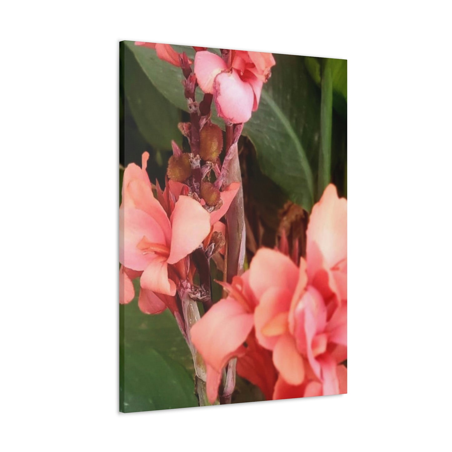 Art Prints & Wall Art, Canvas Gallery with Pink Canna Flower