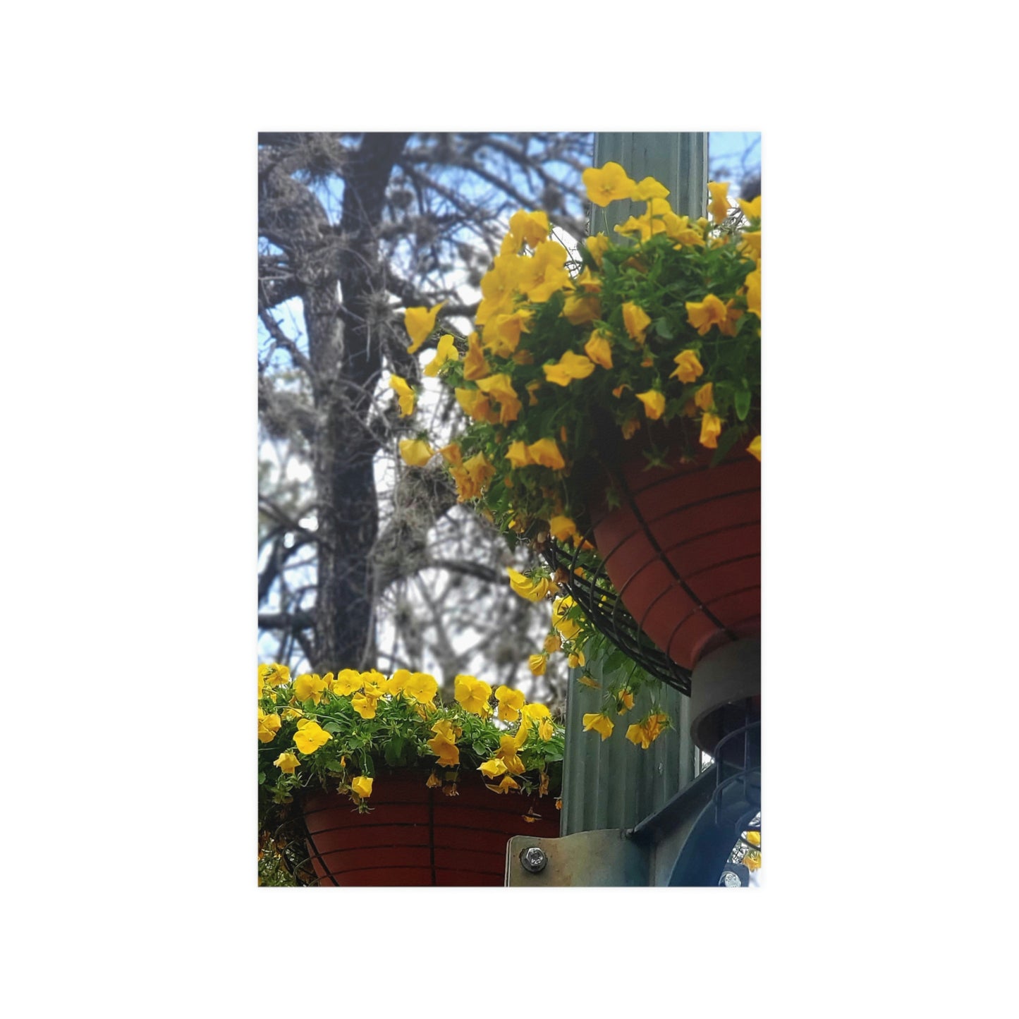 Yellow Pansies Downtown | Satin Posters (210gsm) | High Bloom Collection | Life By Ortavia
